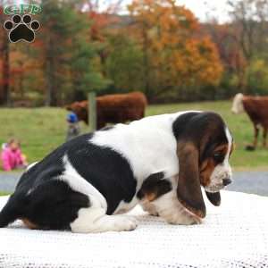 Dixie, Basset Hound Puppy